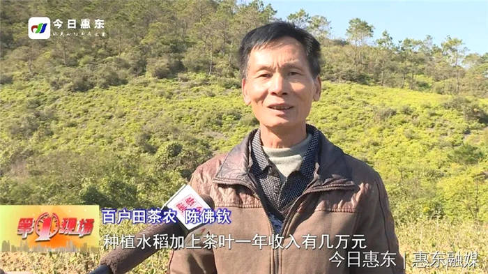 关于惠州多祝百户田村：村民纷纷返乡种茶 守好绿水青山的热门新闻(1)