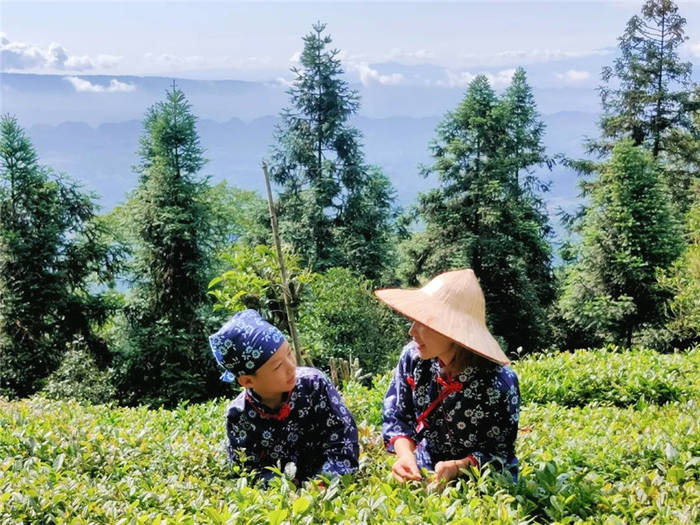 关于打卡4000亩蒙顶山茶核心区保护茶园，赏千亩山茶花园！的新闻(18)