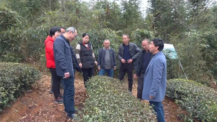 关于武夷山市走访检查茶园控肥控药工作落实情况的新闻(1)