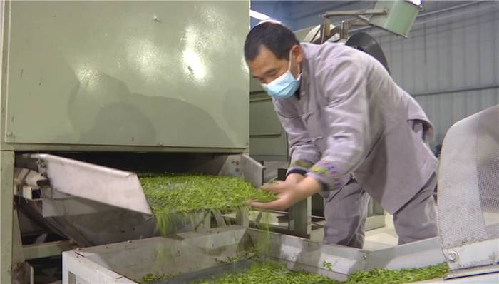 有关于第一批“ 恩施玉露”茶上市 茶企闻讯抢订的消息