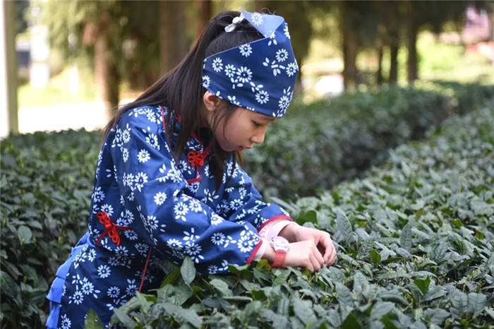 关于打卡4000亩蒙顶山茶核心区保护茶园，赏千亩山茶花园！的新闻(9)