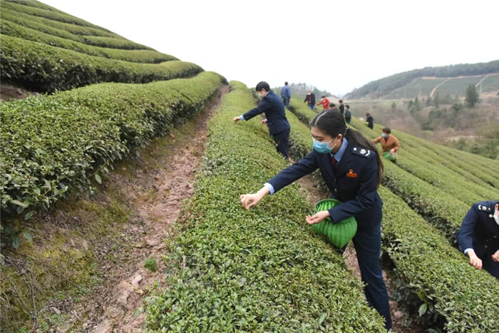 关于浙江武义：税能量  充盈“茶”产业裂变的热门新闻(2)