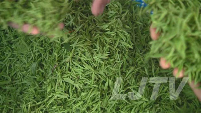 有关于茶乡美如画！安徽庐江10万亩春茶开采！的消息(4)