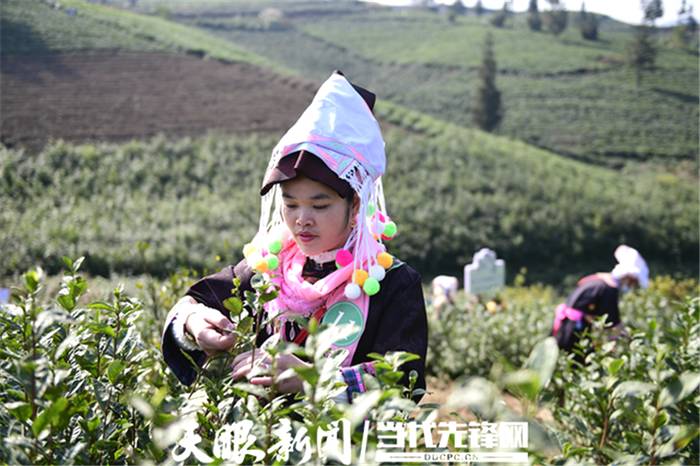 有关于从源头守护贵州“干净茶”走向高质量发展的最新消息