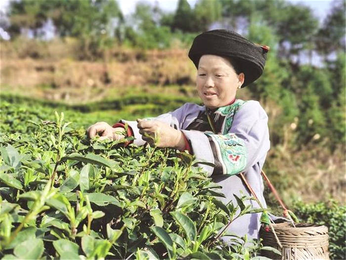 有关于湖南省茶叶专家田间地头传授春茶采摘技术的信息