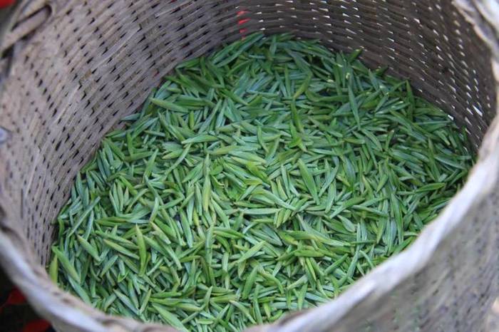 关于沐溪镇采摘生产茶事忙,今年春茶要“管钱”的最新消息(8)