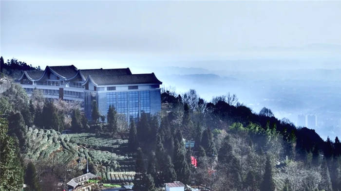 关于打卡4000亩蒙顶山茶核心区保护茶园，赏千亩山茶花园！的新闻