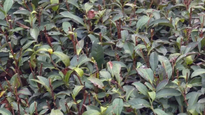 关于武夷山市走访检查茶园控肥控药工作落实情况的新闻(2)