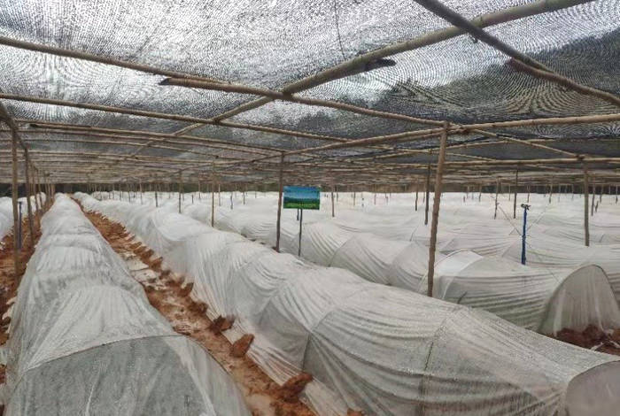 关于清远市农村农业局领导考察怡品茗清远红茶优势产业园龙华建设项目的最新消息(3)