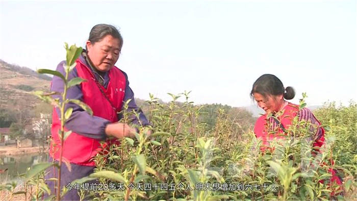 有关于茶乡美如画！安徽庐江10万亩春茶开采！的消息(2)