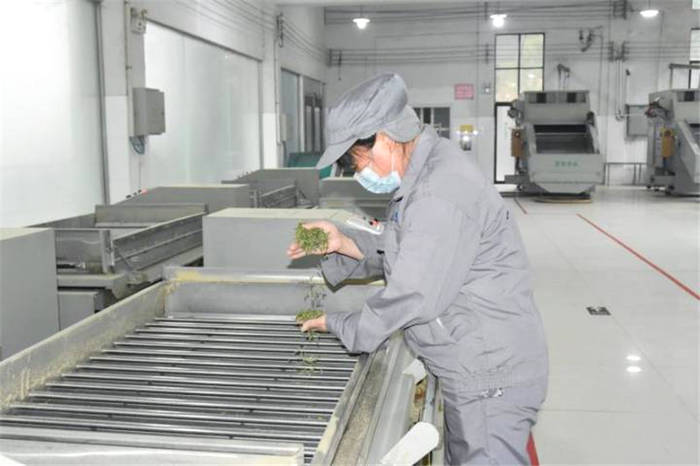 关于浙江武义：青山绿水环抱下的智能“茶叶经” 的信息(1)