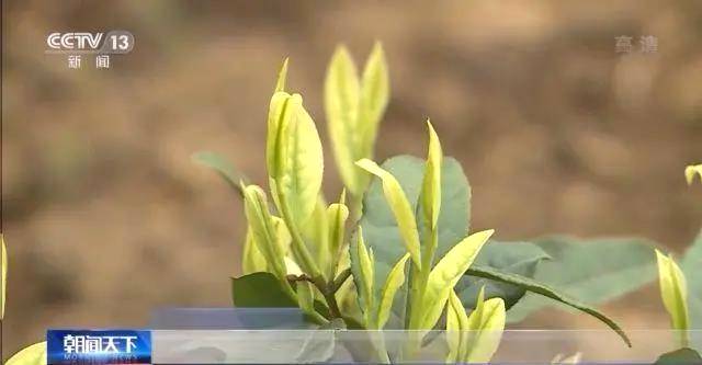 关于全国春茶全面开采:今年春茶质优价高,市场形势看好!的最新消息(3)