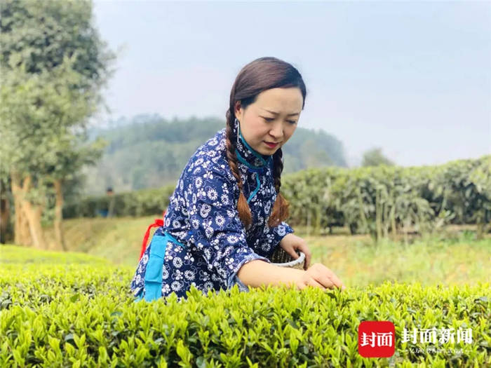 有关于从一芽春茶到20万亩茶园 四川荣县茶产业步入“黄金时代”的信息(4)