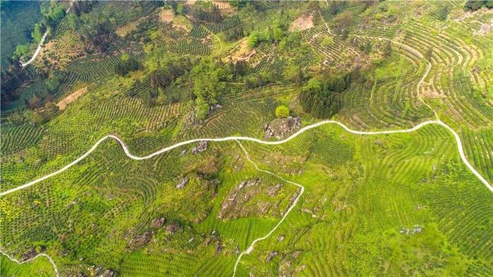 关于沐溪镇采摘生产茶事忙,今年春茶要“管钱”的最新消息(4)