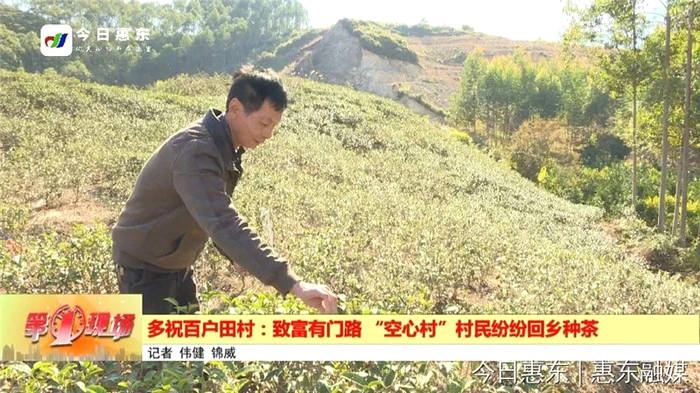 关于惠州多祝百户田村：村民纷纷返乡种茶 守好绿水青山的热门新闻