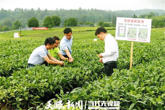 有关于从源头守护贵州“干净茶”走向高质量发展的最新消息(2)