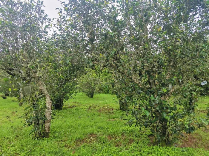 关于云南省农业科学院茶叶产业体系专家组到景谷县指导茶产业发展的热门资讯(3)