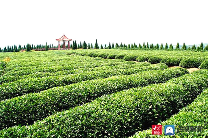 有关于山东首个！“日照绿茶”成功注册国际商标的消息(3)