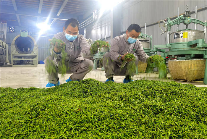 有关于第一批“ 恩施玉露”茶上市 茶企闻讯抢订的消息(5)