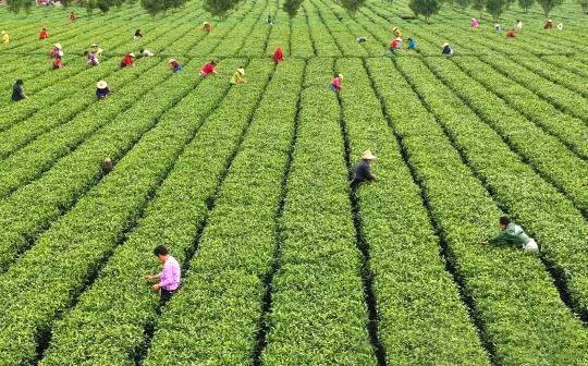 关于剑指“天价茶” 江西开展茶叶市场价格行为专项整治的最新消息