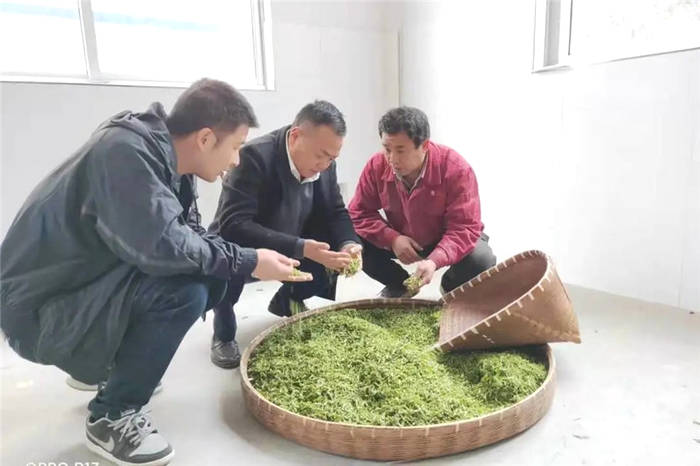 有关于开化县农业农村局深入一线指导 为春茶产销两旺保驾护航的信息(1)
