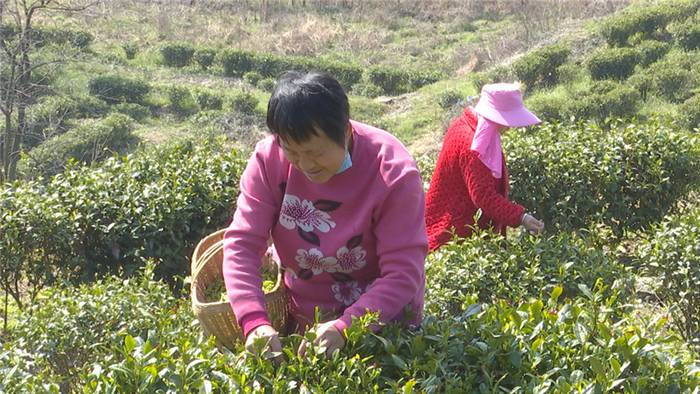 关于春茶采摘正当时,孝昌这位国家级农业专家来支招!的热门消息(8)