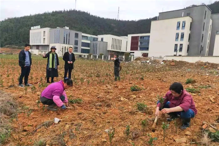 有关于开化县农业农村局深入一线指导 为春茶产销两旺保驾护航的信息(3)
