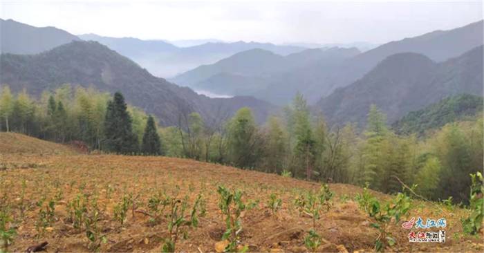 有关于江西玉山广平村：高山种出“致富茶” 走向扶贫“小康路”的最新消息(1)