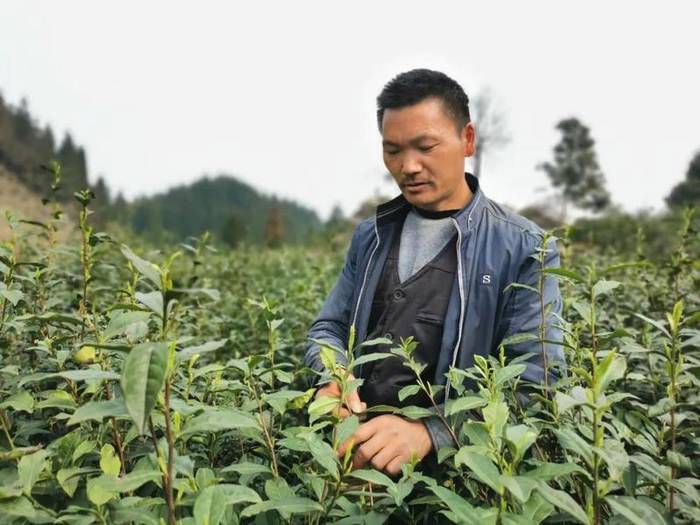 关于沐溪镇采摘生产茶事忙,今年春茶要“管钱”的最新消息(6)