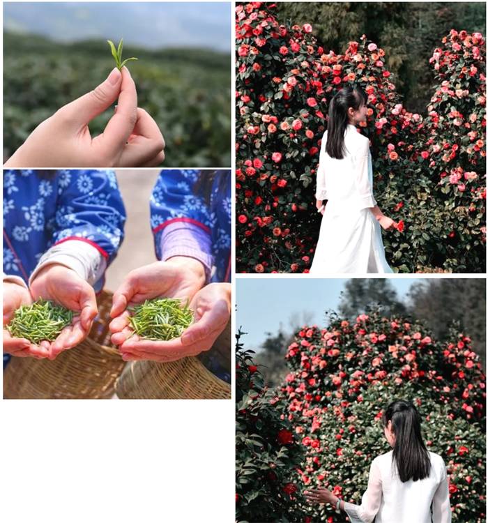 关于打卡4000亩蒙顶山茶核心区保护茶园，赏千亩山茶花园！的新闻(4)