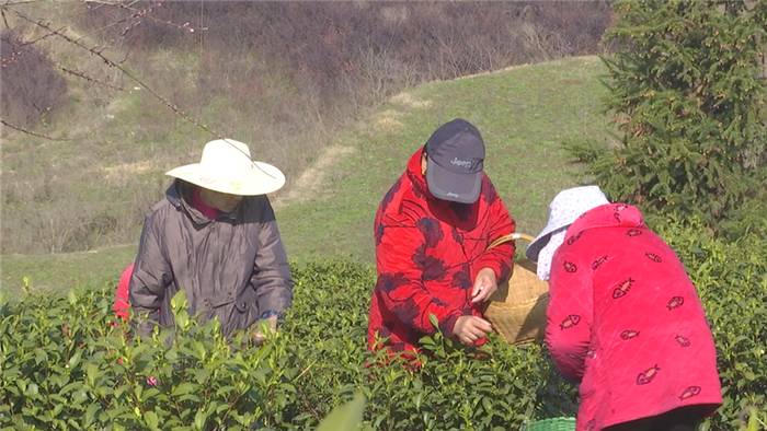 关于春茶采摘正当时,孝昌这位国家级农业专家来支招!的热门消息(7)