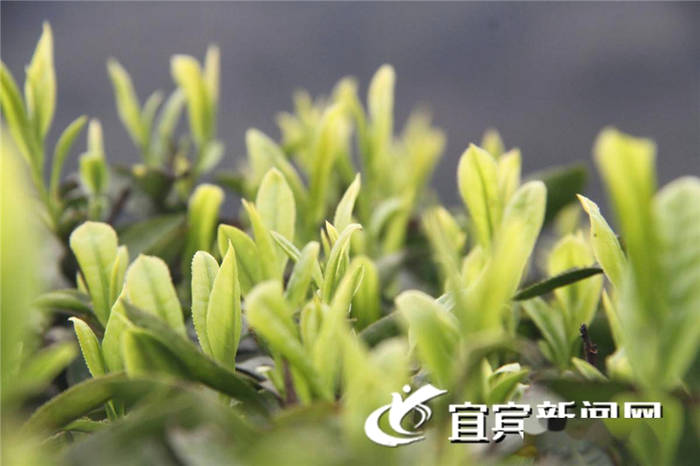 有关于宜宾高县：春茶飘香 茶山变“金山银山” 的热门信息(1)