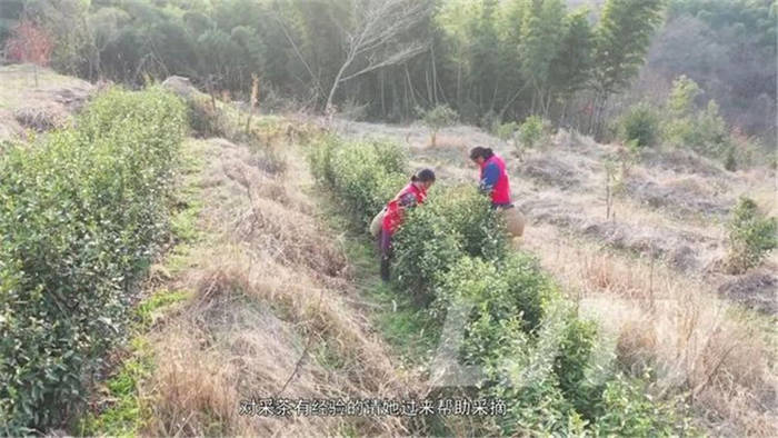 有关于茶乡美如画！安徽庐江10万亩春茶开采！的消息(5)