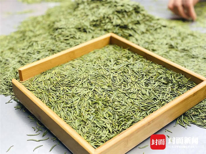 有关于从一芽春茶到20万亩茶园 四川荣县茶产业步入“黄金时代”的信息(9)