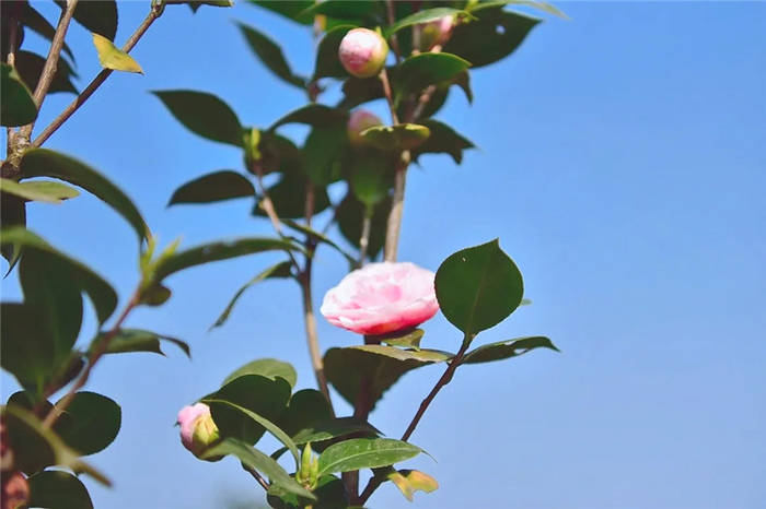 关于打卡4000亩蒙顶山茶核心区保护茶园，赏千亩山茶花园！的新闻(10)