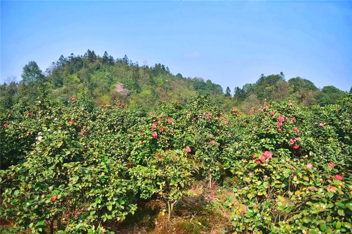 关于打卡4000亩蒙顶山茶核心区保护茶园，赏千亩山茶花园！的新闻(12)