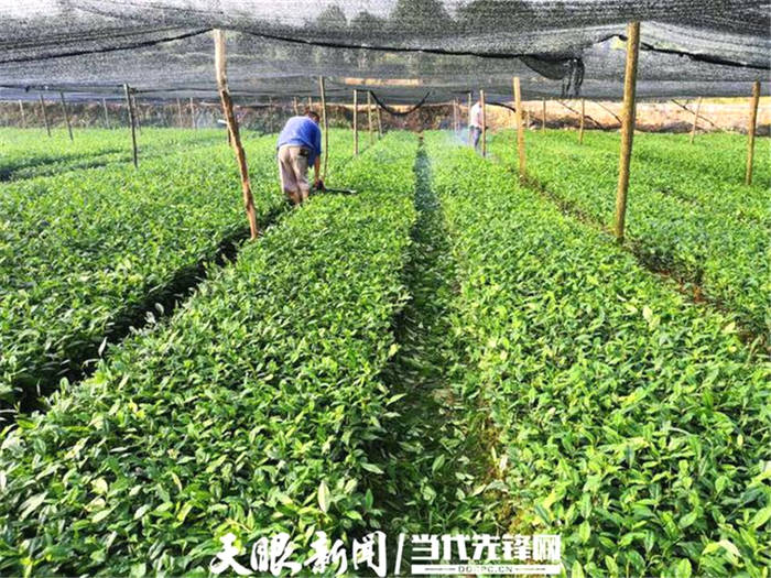 有关于从源头守护贵州“干净茶”走向高质量发展的最新消息(3)