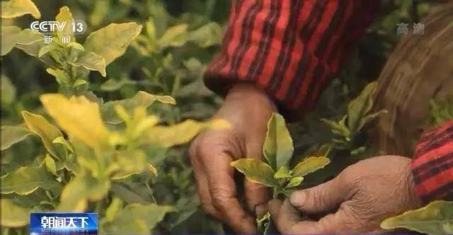 关于全国春茶全面开采:今年春茶质优价高,市场形势看好!的最新消息