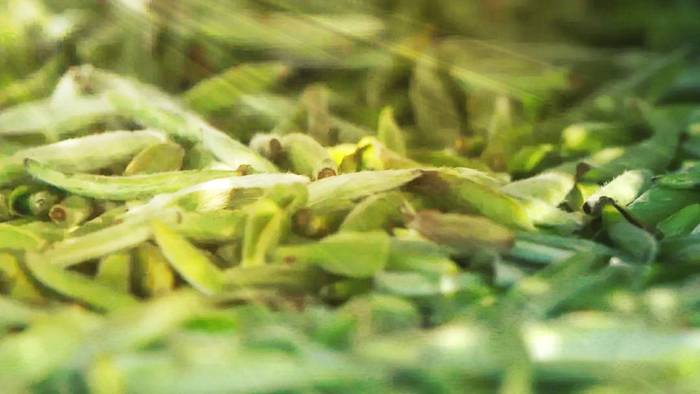 关于2021年长三角春茶茶情通报（第一期）：采摘提前的新闻(4)