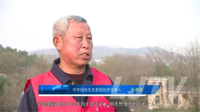 有关于茶乡美如画！安徽庐江10万亩春茶开采！的消息(7)