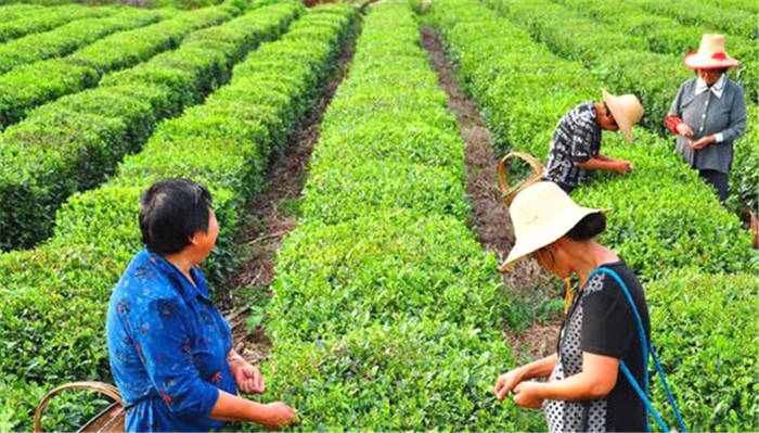 关于湖北周巷：提升产能，推动茶叶高质量发展！的消息(1)