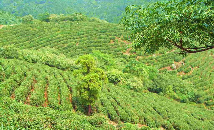 关于湖北周巷：提升产能，推动茶叶高质量发展！的消息(2)