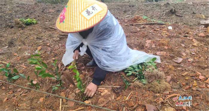 有关于江西玉山广平村：高山种出“致富茶” 走向扶贫“小康路”的最新消息(3)