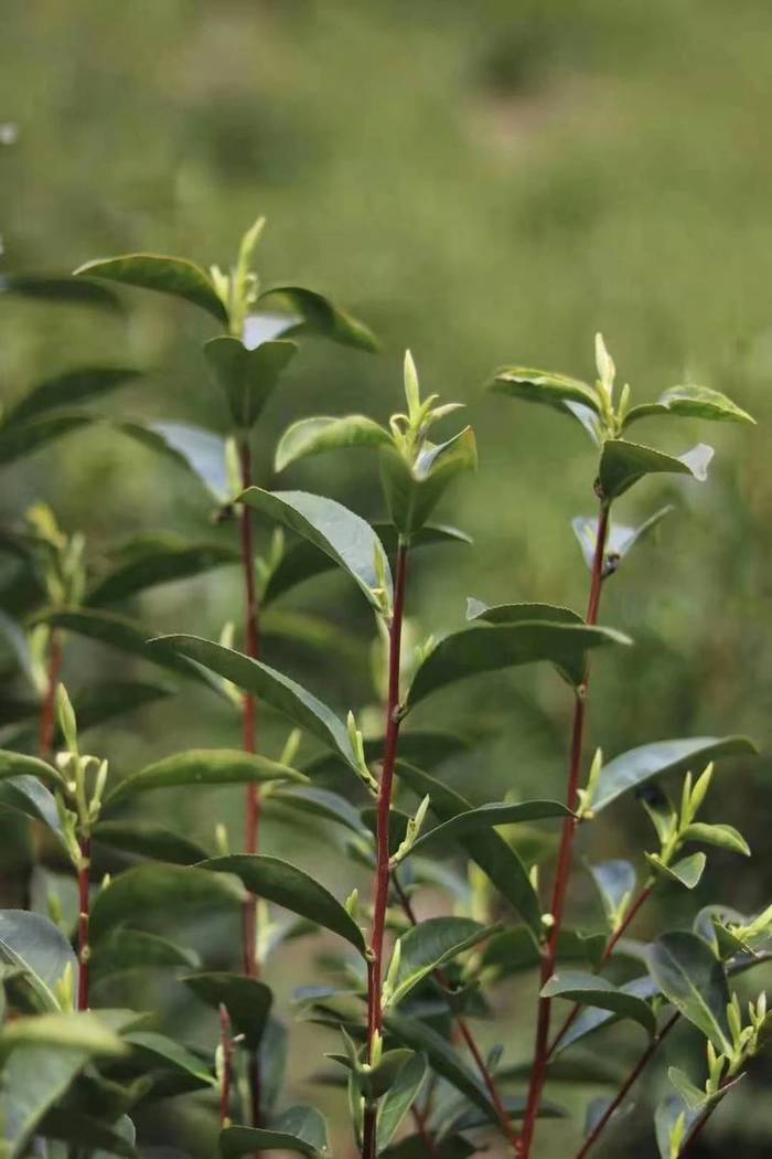 有关于抱云轩之历口茶区，2021年红旗一号毛峰已经上市的热门信息