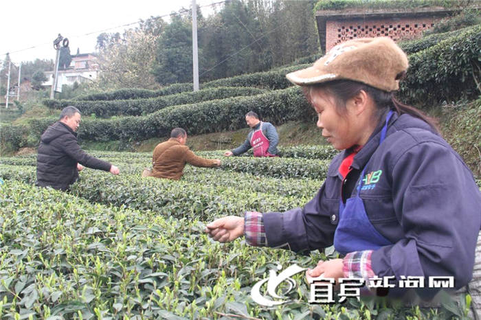 有关于宜宾高县：春茶飘香 茶山变“金山银山” 的热门信息(3)
