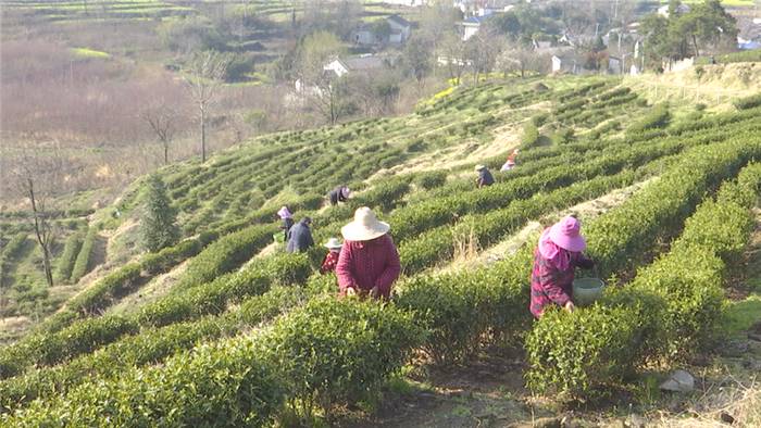 关于春茶采摘正当时,孝昌这位国家级农业专家来支招!的热门消息(5)