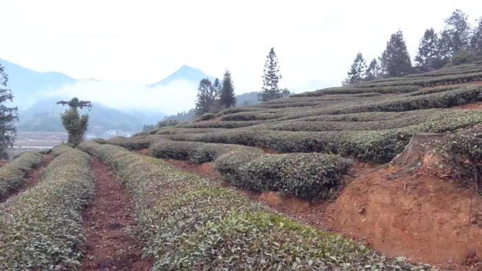 关于武夷山市走访检查茶园控肥控药工作落实情况的新闻