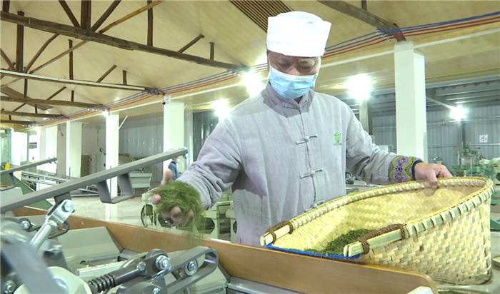 有关于第一批“ 恩施玉露”茶上市 茶企闻讯抢订的消息(6)