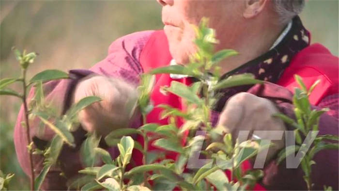 有关于茶乡美如画！安徽庐江10万亩春茶开采！的消息(1)