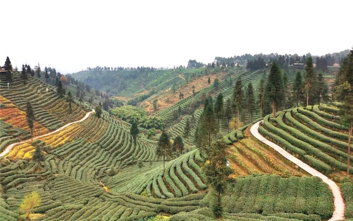 关于蒙顶山茶抢“鲜”上市 品鉴春茶新品 品尝春天滋味的热门消息(1)